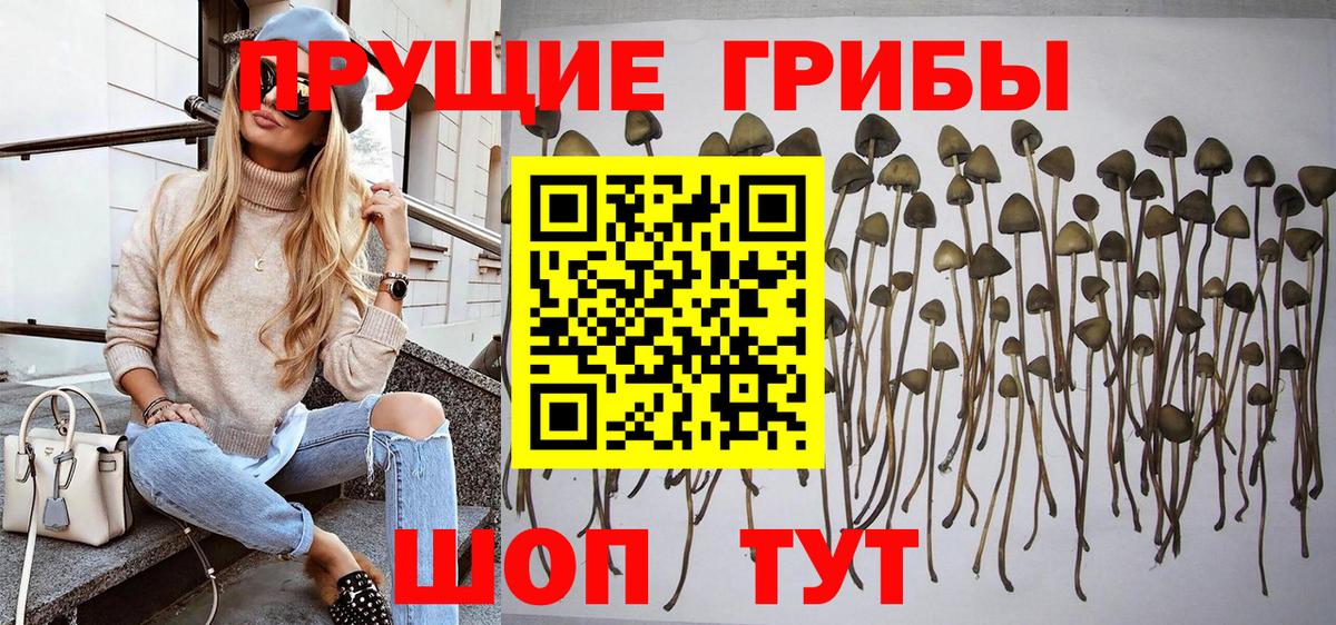 Корсаков  Псилоцибиновые грибы Psilocybine cubensis  Вход с VPN 